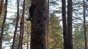 АБХАЗИЯ. ЧЁРНЫЕ БЕЛОЧКИ. ИГРА В ДОГОНЯЛКИ