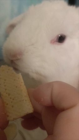 кушаю🐇,а потом кто-то будет спать на крошках...😳