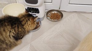 кошки малышки2