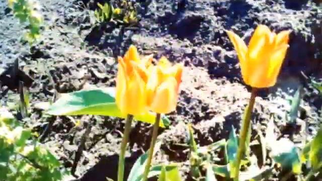 Что растёт на нашей даче? ❤ Julia Hi смотреть онлайн