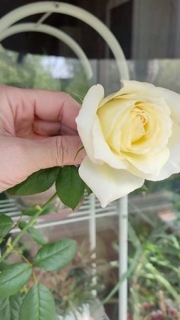 Моя новая розочка. Не стала ждать, пока я её высажу в сад, зацвела на балконе