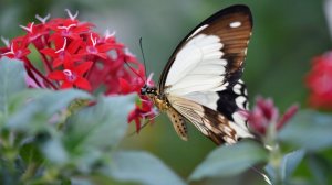 УСПОКАИВАЮЩАЯ МУЗЫКА ЛЕЧИТ СЕРДЦЕ, НЕРВНУЮ СИСТЕМУ ,СОСУДЫ,