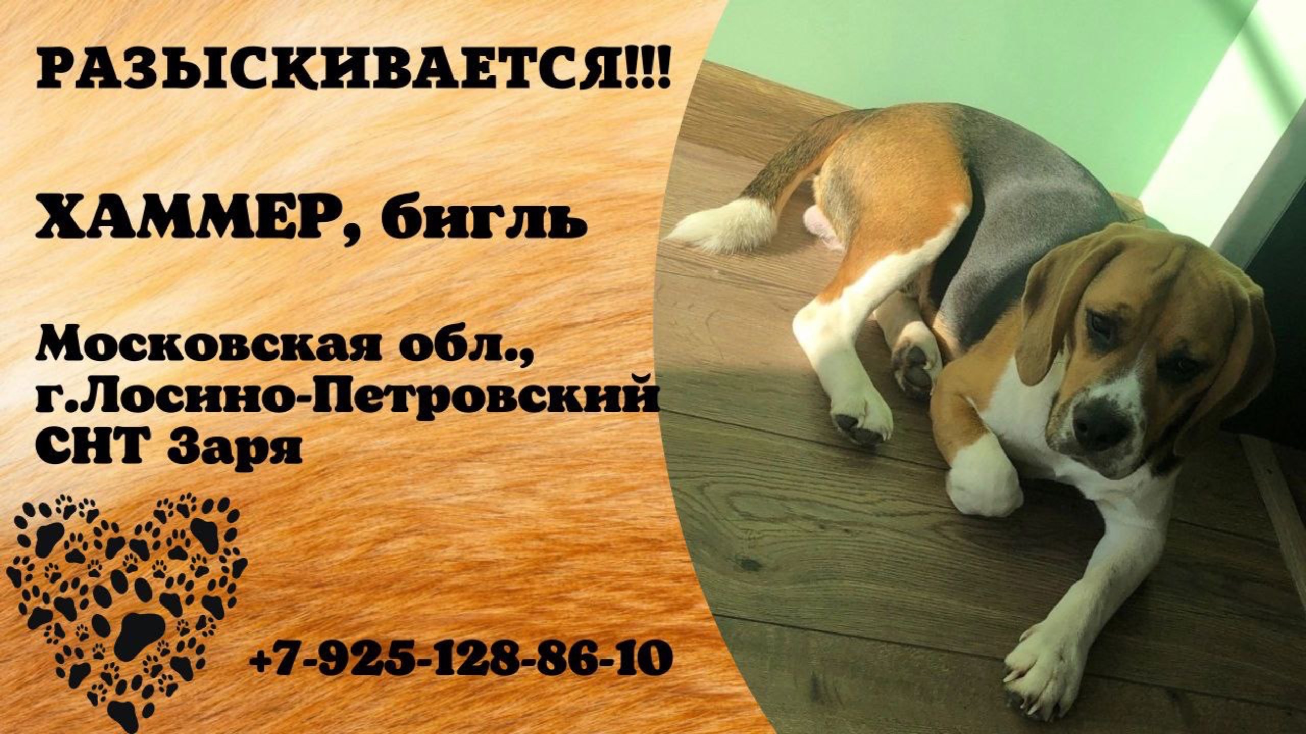 Пропала собака! ХАММЕР, бигль. Московская обл., г.Лосино-Петровский.