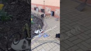 Животные, оставленные при эвакуации в Судже, надеются вернуться к хозяевам