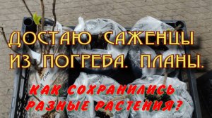 Достала саженцы из погреба. Что как перезимовало?