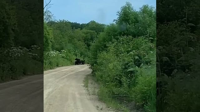 Сахалинцы в Корсаковском районе встретили сразу четырёх медведей смотреть онлайн