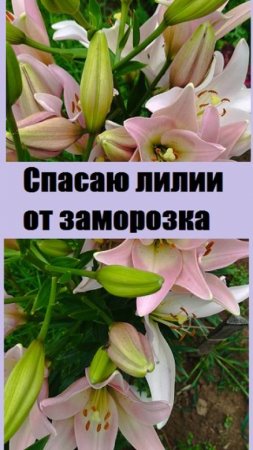 Как я СПАСАЮ ЛИЛИИ ОТ ЗАМОРОЗКА на почве