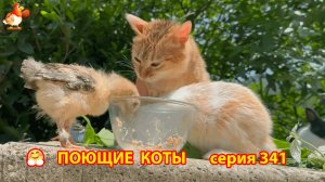 Крутые коты у птичьего двора серия (341)  🐈🐈😹❣️ Природа Абхазии и красивое подворье