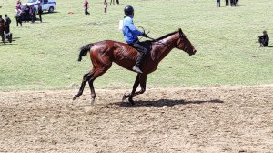 Скачки в с.Ансалта.1-я партия на 13 кругов.3.05.2025