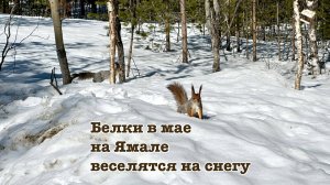 Белки в мае на Ямале веселятся на снегу.