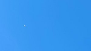 #pegions Тренировка молодых бакинских/армянских бойных голубей 4 мая 2025 г.