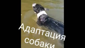 Адаптация собаки.