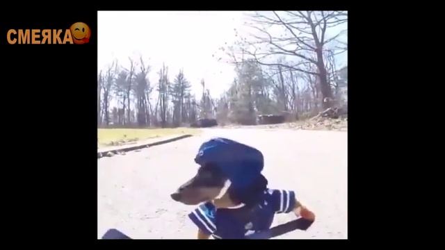 Приколы №22 смотреть онлайн