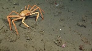 Тайны океана: Как один вид может уничтожить целую экосистему