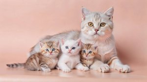 ПЕСНЯ МАМА КОШКА. Детская песня про кошку. Весёлая песенка про котят