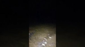 Мойва заполонила побережье вблизи села Самарга в Приморском крае. 

Осталось пивка туда завести.