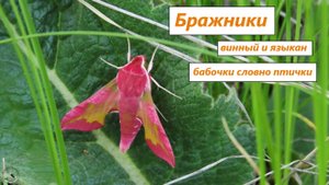 Бражники - винный и языкан. Бабочки, собирающие нектар, словно колибри