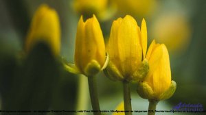 ❤❤❤ Музыка, от которой хочется сжечь все - Jingle Bells Latina Christmas -- BlackTrendMusic -- Unnam