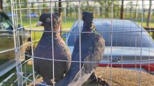 4.05.2025г Ярмарка Усть-Лаба ч.2