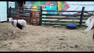 ФАРТУК ДЛЯ БАРАНЧИКА❄️🌷🌼