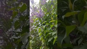 1000веснапришла