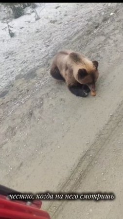 Не удивительно встретить на дороге медвежонка в Красноярском крае.