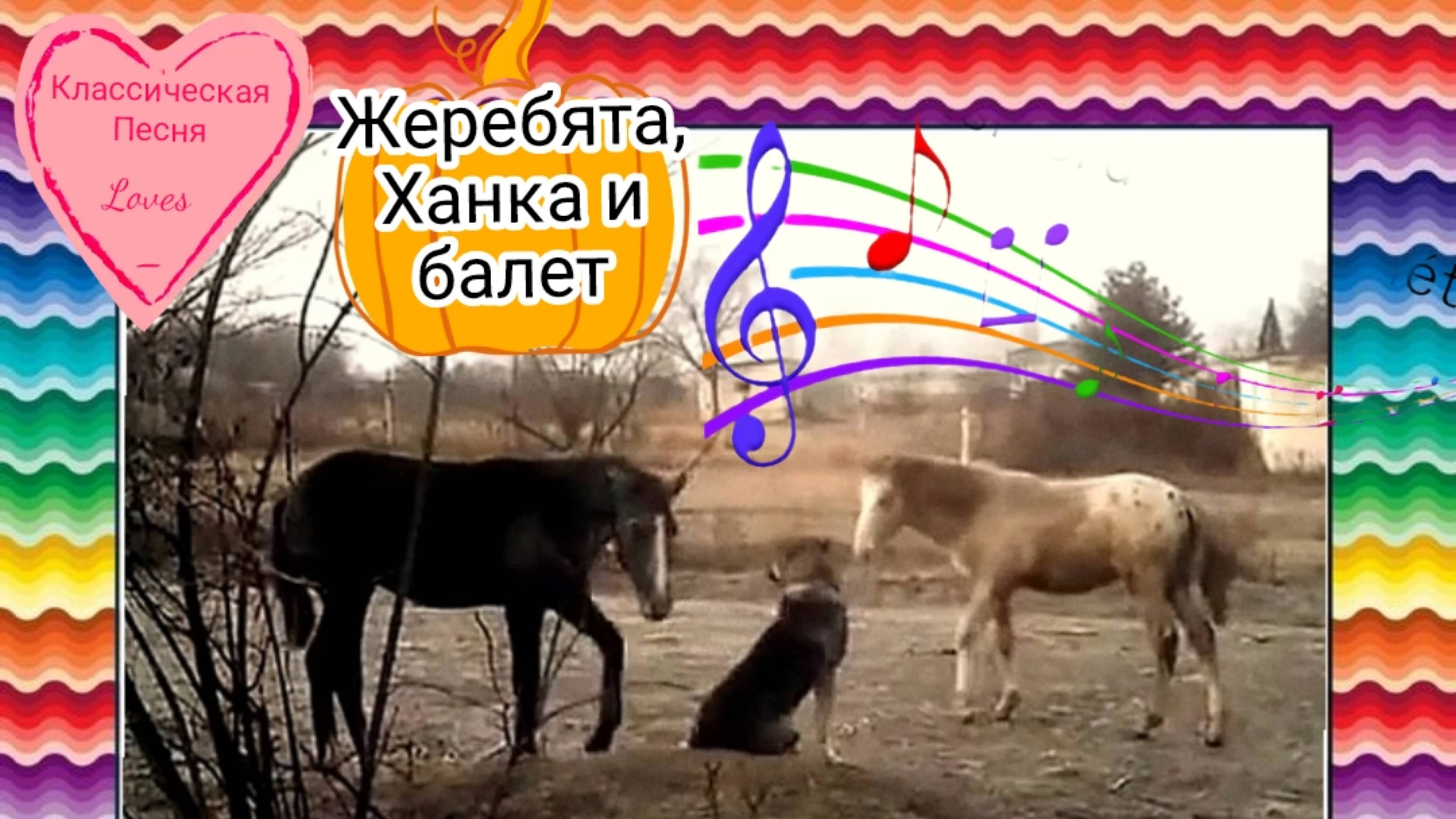 Жеребята, Ханка и балет / Классная песня про дружбу лошадей и собаки