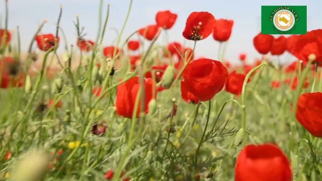 Заповедник Бадхыз — природное чудо с фисташковыми лесами и дикими животными