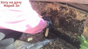 Залили тропинку. Пересаживаю саженцы.