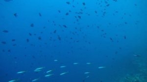 Дайвинг на острове Расду Мальдивы