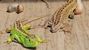 Дракон поедающий жертву...