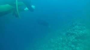 Дайвинг с мантами на о. Тодду Мальдивы апрель 2025