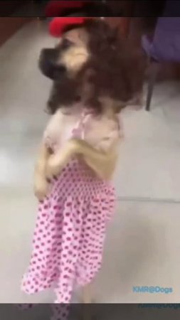 Мадам Брошкина😍😂 ( видео про собак )