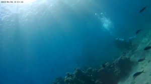 Дайвинг, Египет Шарм Эль Шейх, бухта Шаркс Бей, дайв центр Pyramids Diving Center март 2024