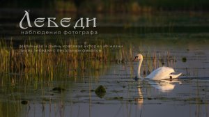 Лебеди. Наблюдение фотографа