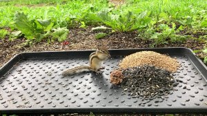 Бурундуки. Птицы Сойка, Синицы, Снегирь. Часть 59