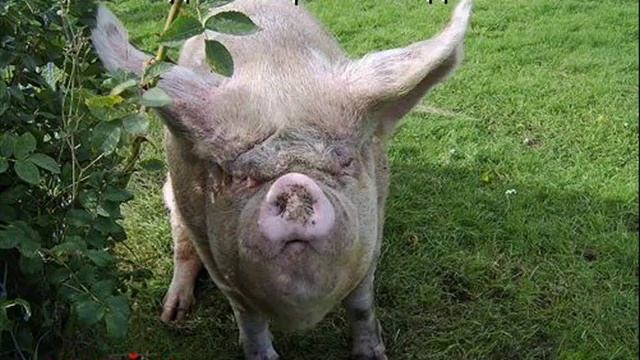 ЭМИЛЬ КРУПНИК ЛЕ-ХАИМ, ВАСЯ! смотреть онлайн