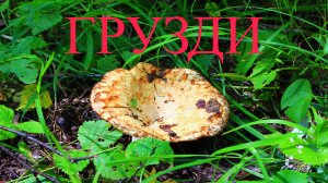 ГРУЗДИ
