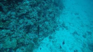 Дайвинг Мальдивы остров Расду апрель 2025