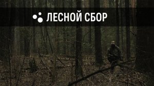 Лесной сбор (02.05.2025 г.) | Milsim г. Киров