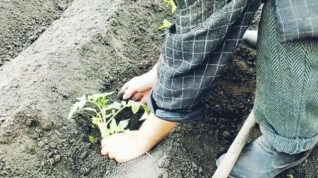 КАК САЖАТЬ ПОМИДОРЫ В ОТКРЫТЫЙ ГРУНТ РАССАДОЙ