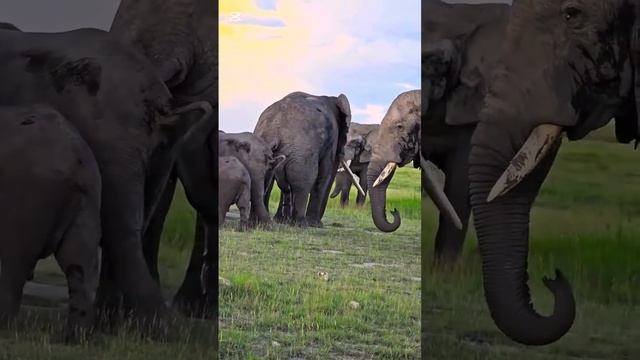 📹 Через 22 месяца ждем близнецов! Удивительно, как эта маленькая слоня способна выдержать вес... смотреть онлайн