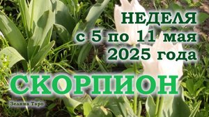 СКОРПИОН | ТАРО прогноз на неделю с 5 по 11 мая 2025 года