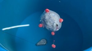 СНАСТИ, КОТОРЫЕ ВСЕГДА ПРИНОСЯТ ПРИБЫЛЬ, - НОВАЯ ОПЦИЯ! самодельное фидерное снаряжение для рыбака🐠