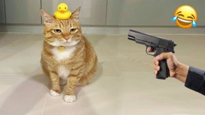 Приколы с котами! Смешные коты - Самые смешные животные С ОЗВУЧКОЙ! Ржака!!