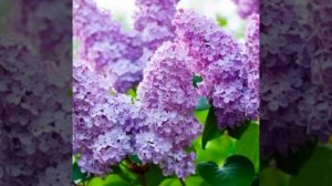 С днём Великой победы