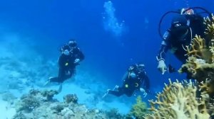 Дайвинг Египет бухта  Шаркс Бей в Шарм Эль Шейхе