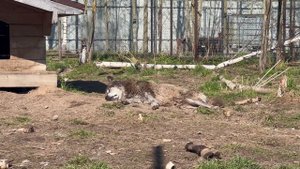 Волк загорает…