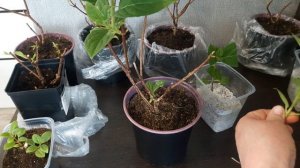 Формирую и черенкую вновь купленные гортензии.04.05.2025.Каменск-Уральский.