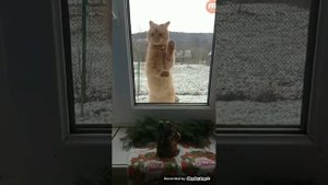 я Кот на стиле в твоей мобиле . 🐈🐱❤️😊🤭🥳😋😛😝кексик на стиле😋